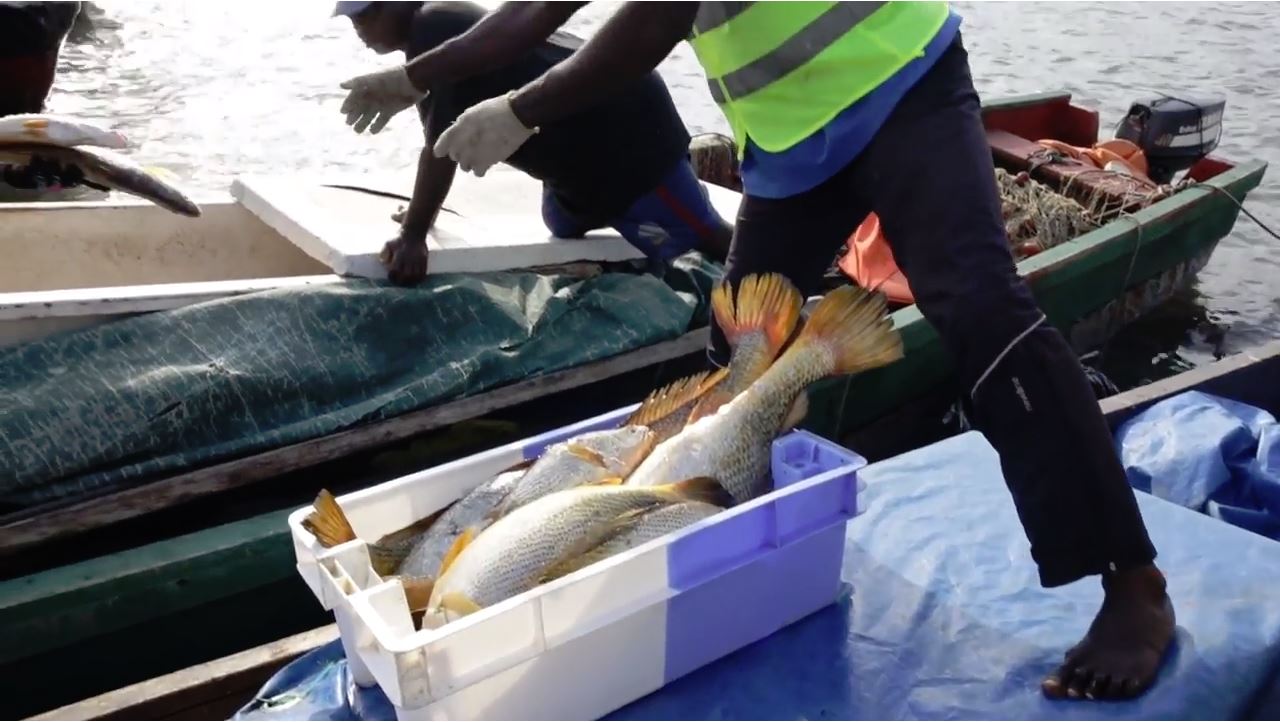 Fish caught in Africa 