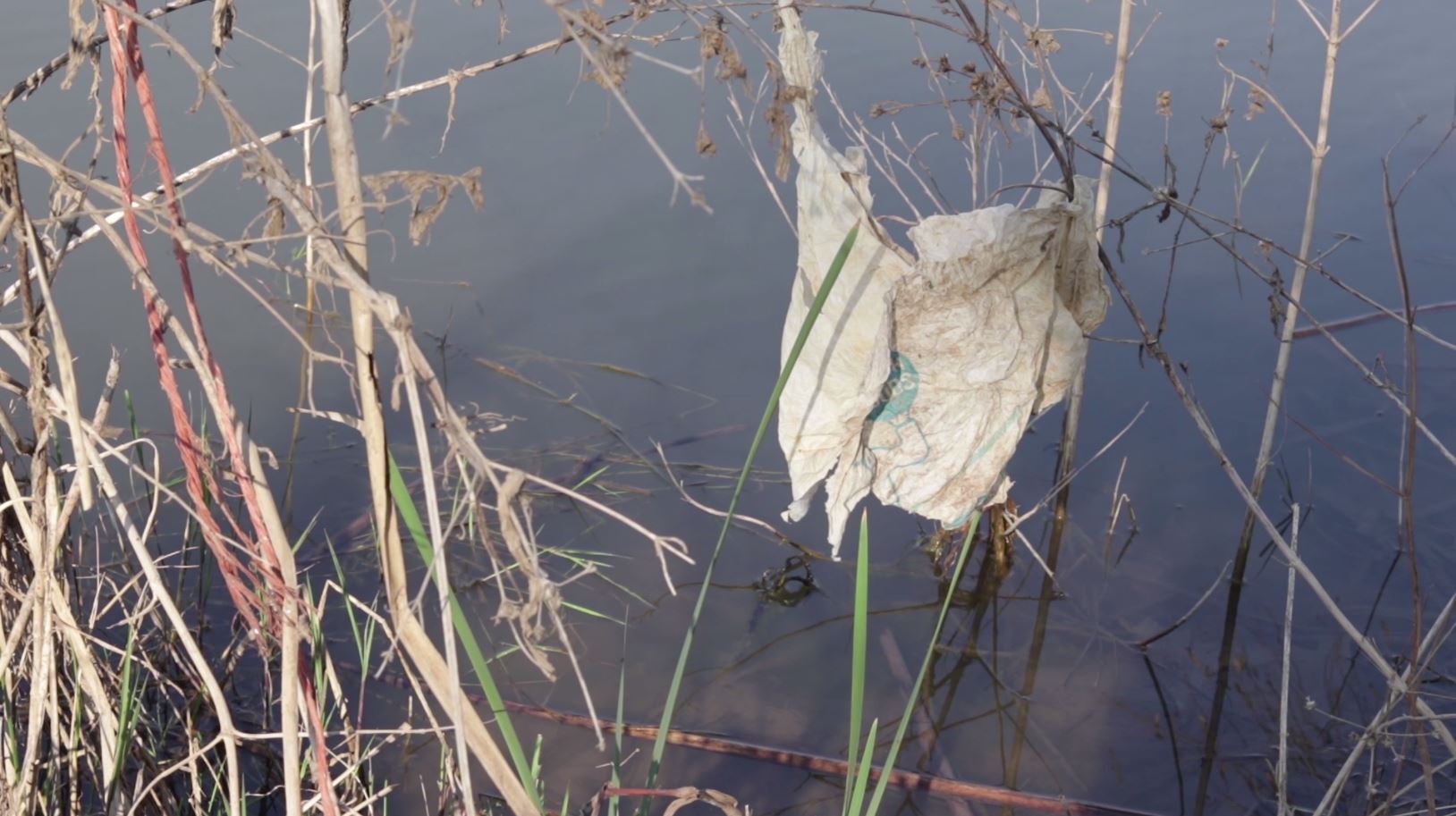 Plastic bag trapped in plants