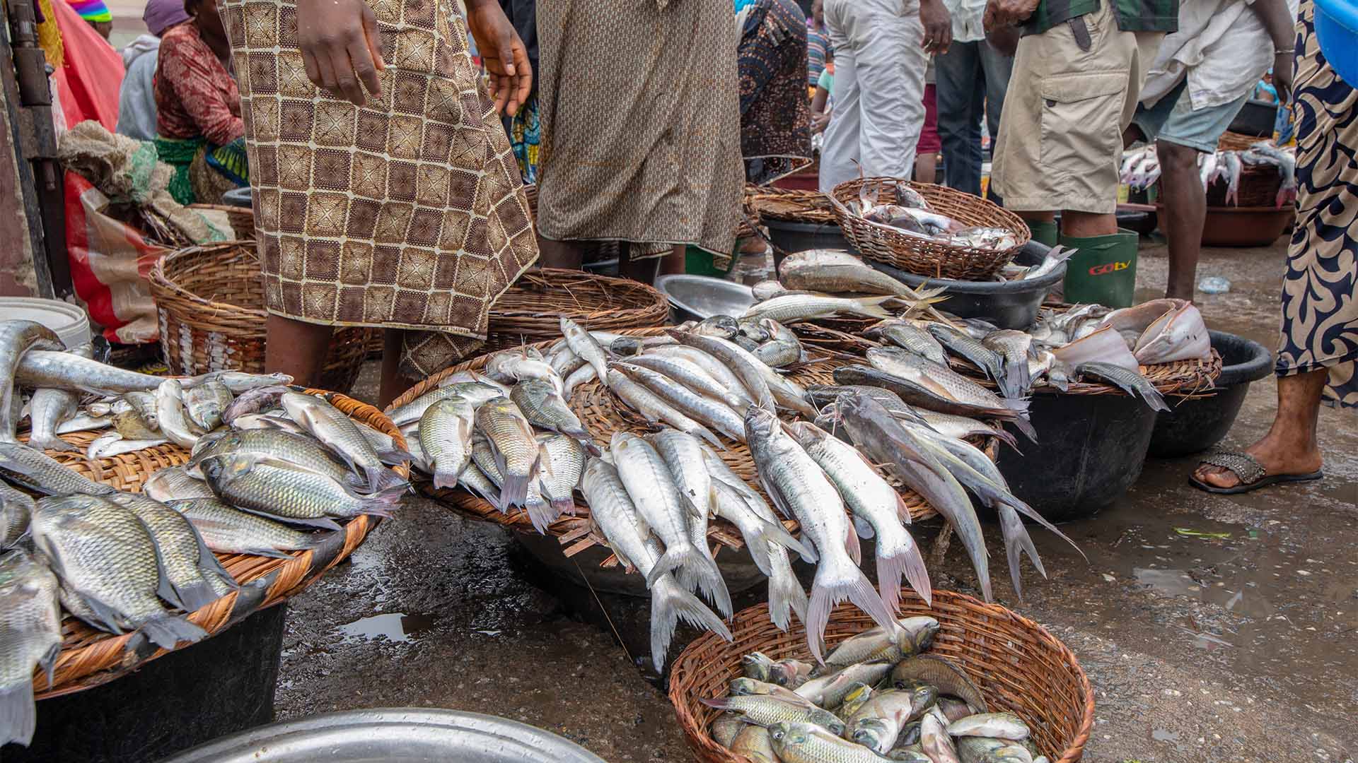 fisheries governance documentary in Africa