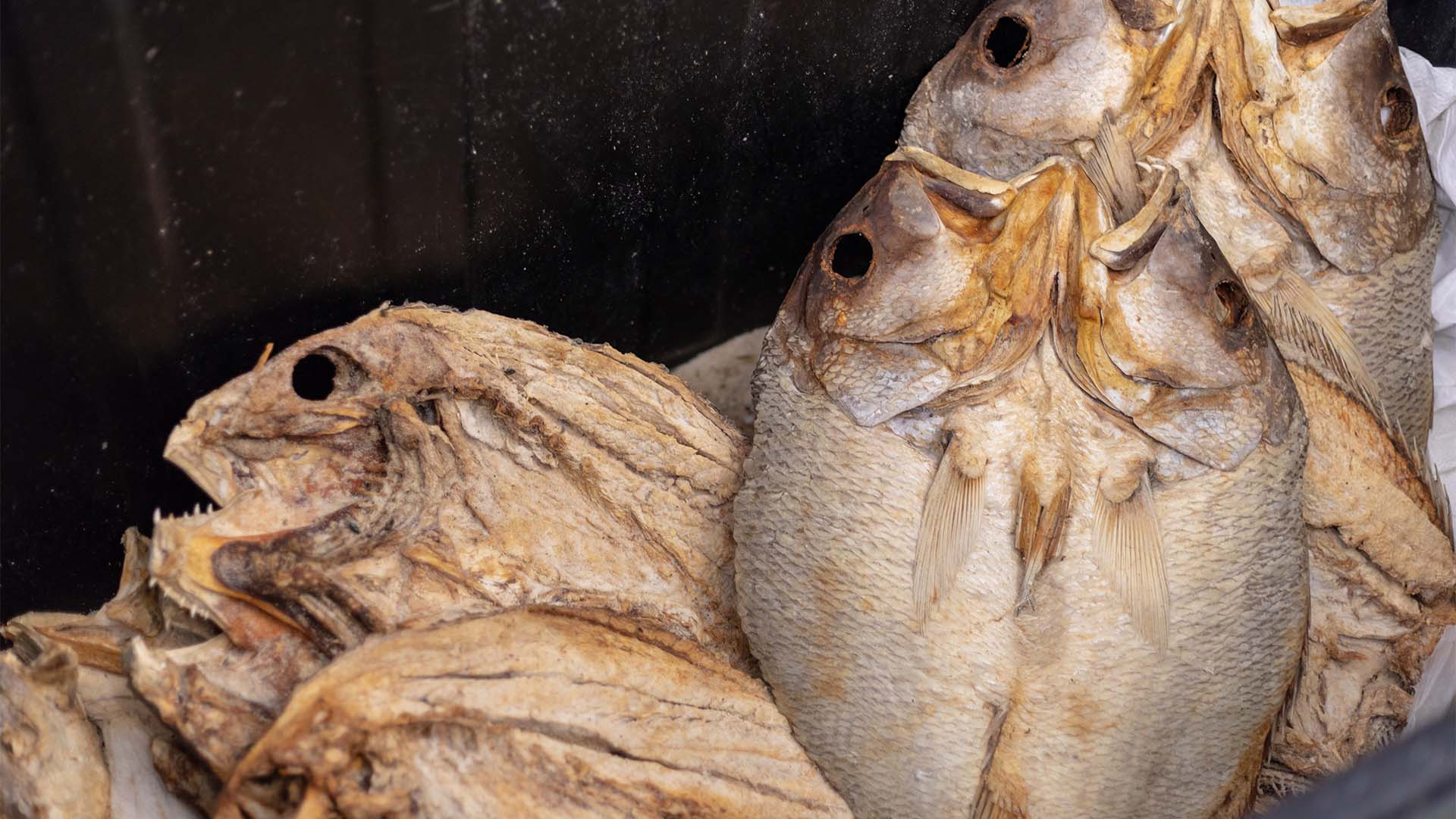 fisheries governance documentary in Africa