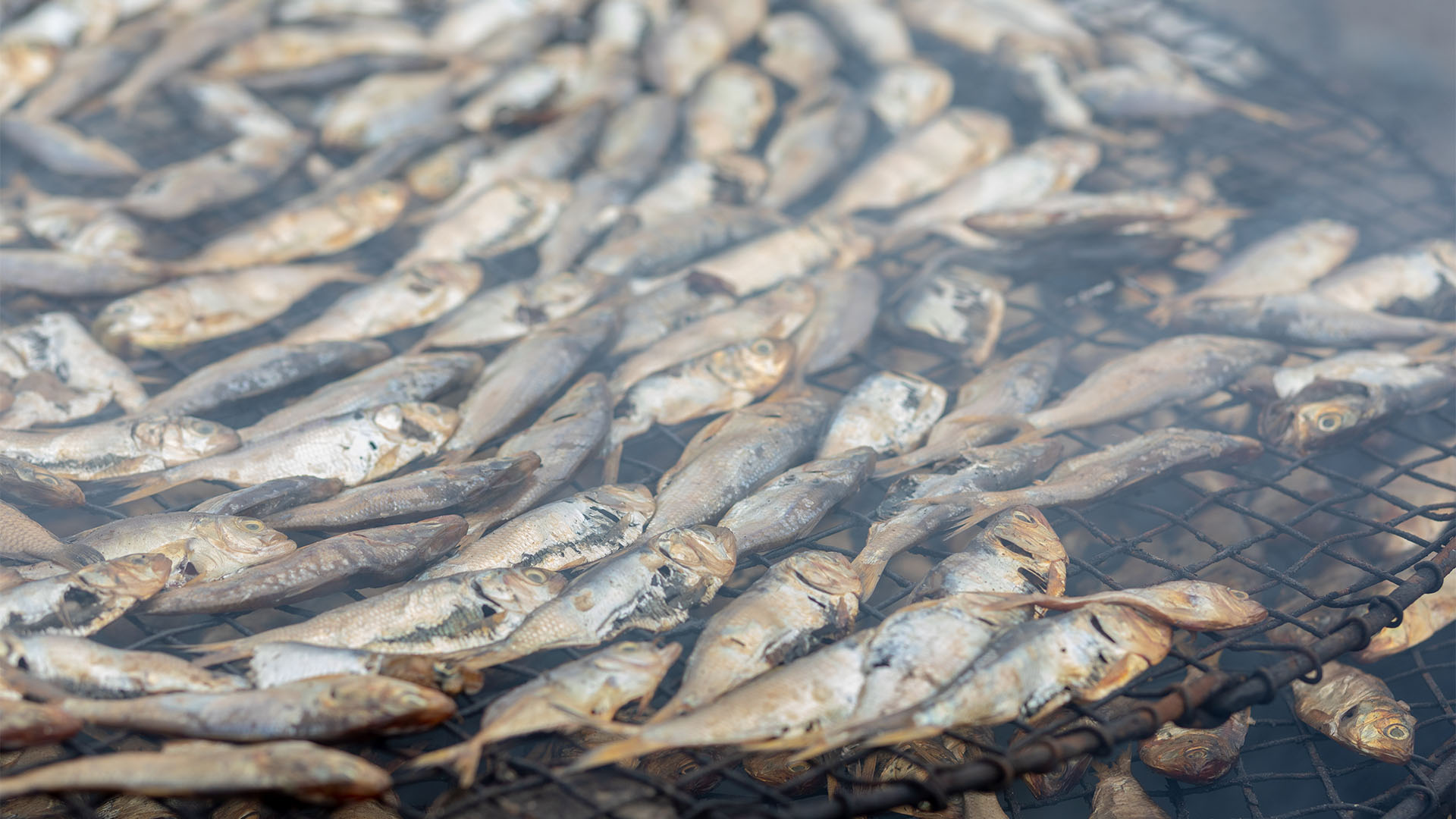 fisheries governance documentary in Africa